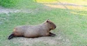 Capybara nähty matinkylässä