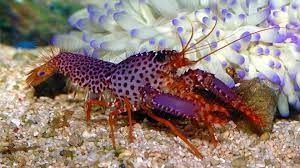 Man gets eaten by purple lobster