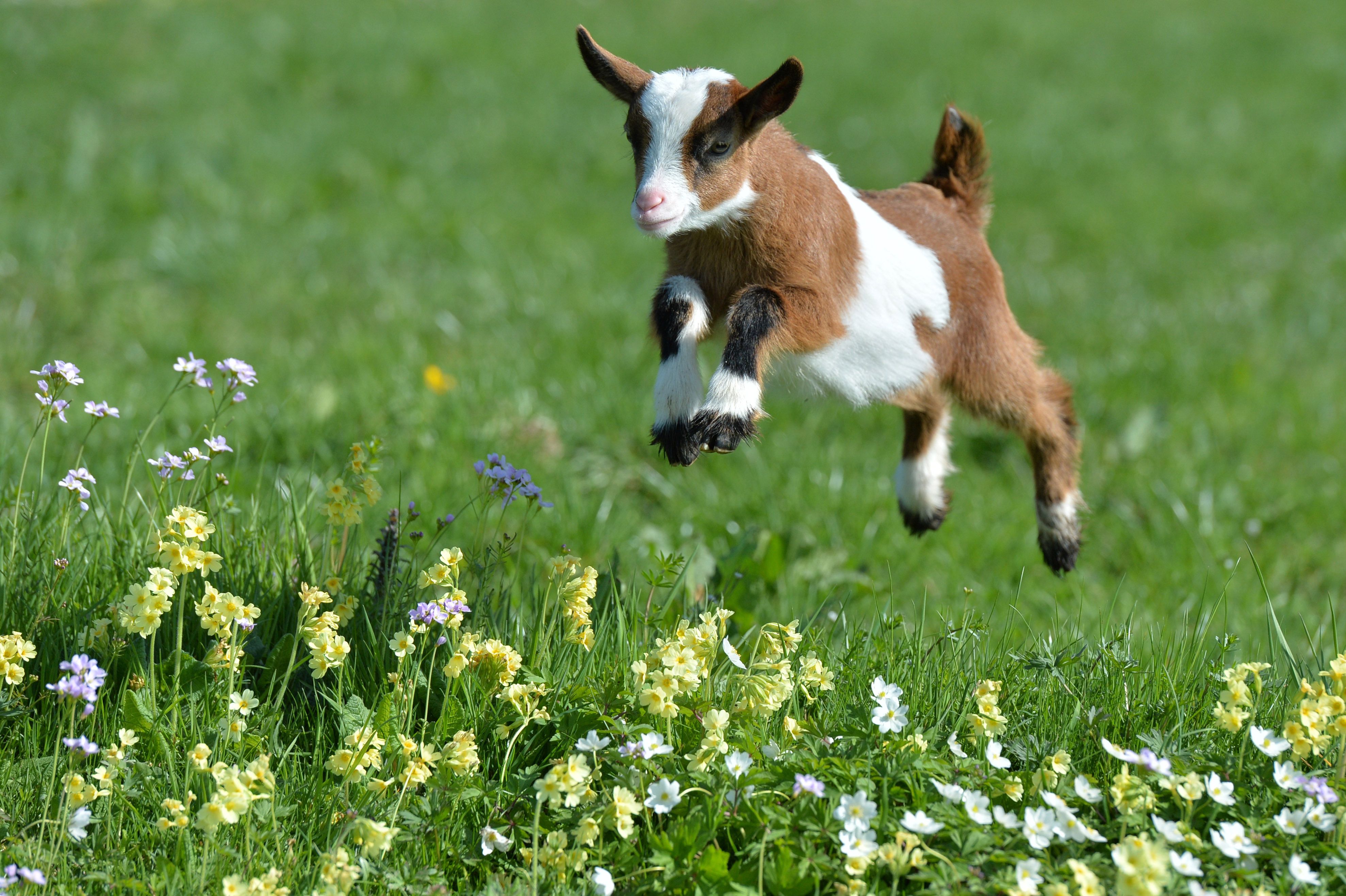 Goat escapes from home and is on the run