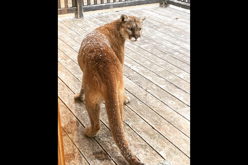 Large Cougar sighting in North Texas