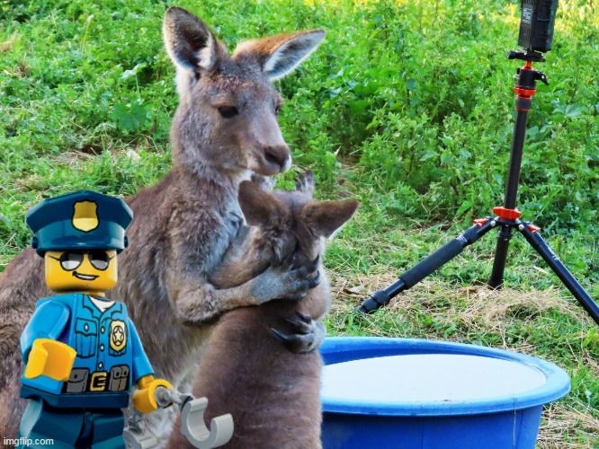 Police arrest 2 kangaroos for being too cute