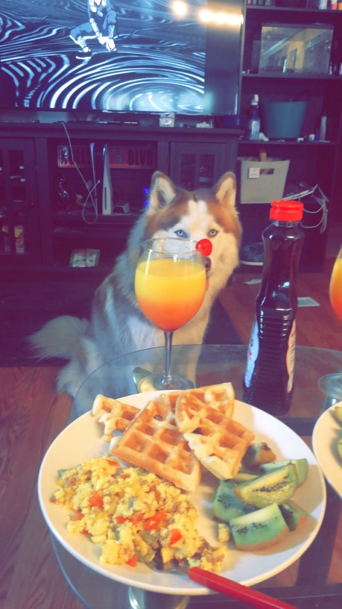 DOG MAKES BREAKFAST AND WATCHES FOR OWNERS APPROVAL