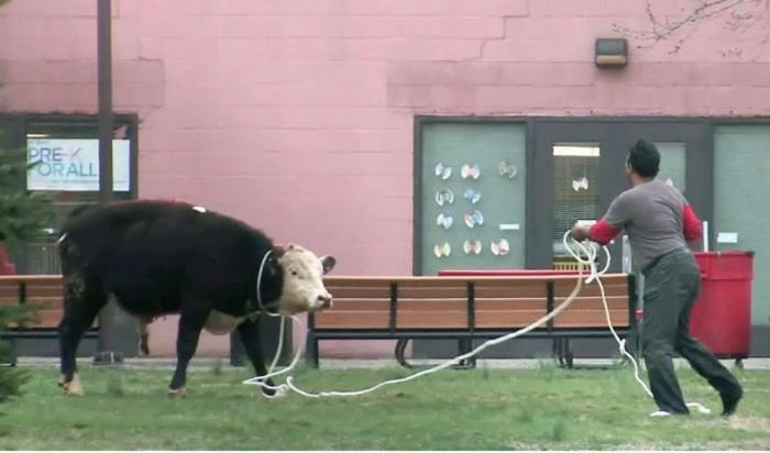 Cow from the University of Kentucky Beef unit lose on campus!